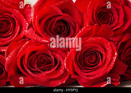 Bella close up red rose con gocce d'acqua sullo sfondo Foto Stock