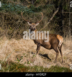 Red Deer Foto Stock