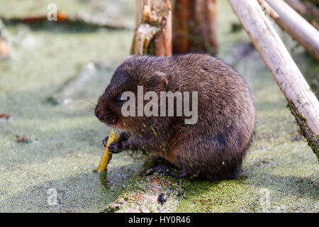 Acqua Vole (Arvicola anfibi) Foto Stock