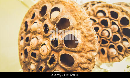 Misterioso astratta stile retrò background. closeup, foto macro di bella e unica, naturale essiccata lotus baccelli di colore marrone Foto Stock