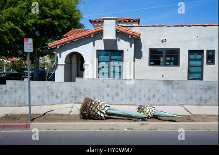 Palm tree radici in attesa di essere piantato per il paesaggio residenziale di Los Angeles in California Foto Stock