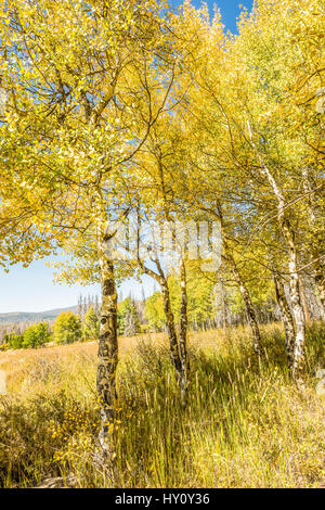 Primo piano di giallo dorato aspen alberi durante l'autunno Foto Stock