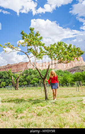 Giovane donna in piedi sotto il pesco con appeso orange frutti maturi nel frutteto di Capitol Reef Foto Stock