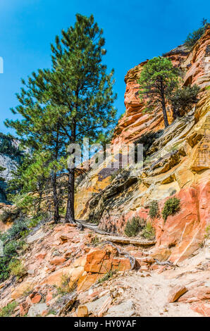 Punto di vista del Parco Nazionale di Zion scogliere dal punto di osservazione trail Foto Stock