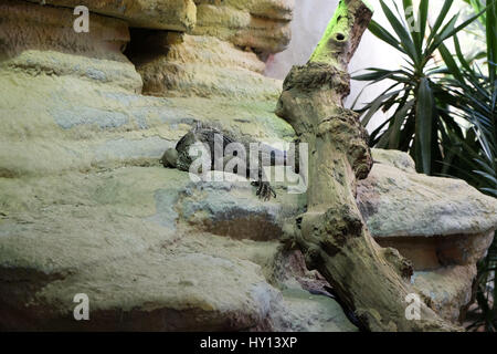 Rock cubano iguana (Cyclura nubila), noto anche come il suolo cubano iguana Foto Stock