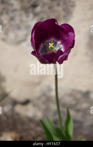 Tulipano singolo con fiore lilla Foto Stock