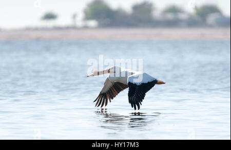 Americano bianco Pelican a Salton Sea Foto Stock