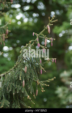 Picea orientalis " Aurea' a Clyne giardini, Swansea, Wales, Regno Unito. Foto Stock