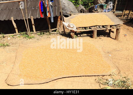 In treccia di bambù tappeti sul pavimento e su una striscia di bambù piattaforma contenente grani di riso essiccamento al sole in un villaggio di Akha Ya-Er tribù della collina. Ban Houay Foto Stock