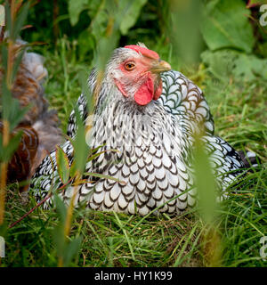 Argento cucita Wyandotte hen seduto in erba Foto Stock