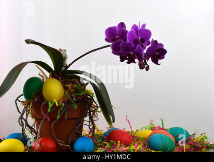 Pasqua orchid Foto Stock