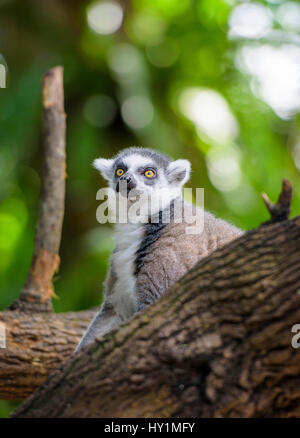 Anello-tailed lemur presso lo Zoo di Singapore, Singapore Foto Stock