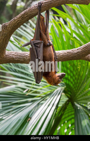 : La malese Flying Fox appeso a testa in giù da un ramo di albero nella foresta Fragile biodome nel Giardino Zoologico di Singapore, Singapore Foto Stock