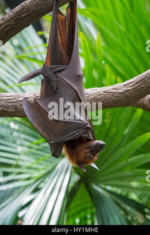 : La malese Flying Fox appeso a testa in giù da un ramo di albero nella foresta Fragile biodome nel Giardino Zoologico di Singapore, Singapore Foto Stock