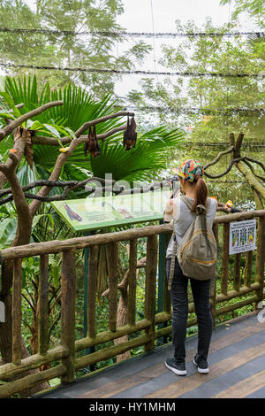 Donna di scattare una foto di un: la malese Flying Fox appeso a testa in giù da un ramo di albero nella foresta Fragile biodome nel Giardino Zoologico di Singapore, Singapore Foto Stock