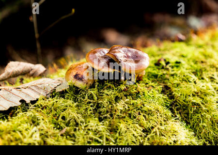 Immagine ravvicinata di un piccolo fungo ammassate su un log in discovery park Foto Stock