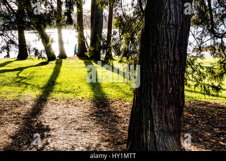 Riflessi di luce solare fuori del Lago Verde nel nord di Seattle e getta ombre lunghe attraverso gli alti alberi PNW in questa famosa zona jogging. Foto Stock