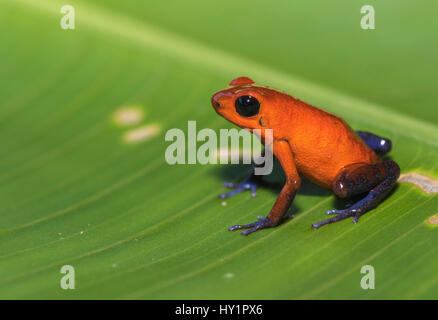 Blue-jeans rana o Strawberry Poison dart, rana Dendrobates pumilio, seduto su un verde foglia banan nella foresta pluviale a Laguna del Lagarto, Boca Tapada, s Foto Stock