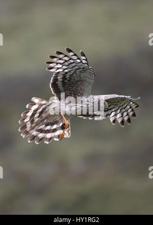 Albanella reale (Circus cyaneus) femmina adulta portando in preda a nido, Sutherland, Scotland, Regno Unito. Foto Stock