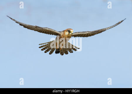 Femmina rosso footed falcon (occidentale) (Falco vespertinus) passando in volo. Il parco nazionale di Etosha, Namibia. Foto Stock