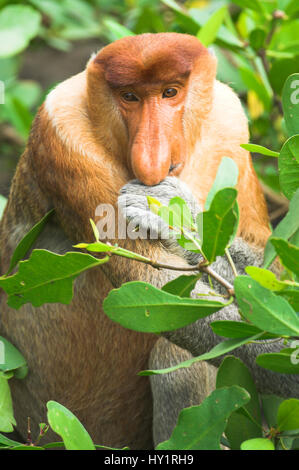 Proboscide di scimmia (Nasalis larvatus) maschio adulto, si nutrono di mangrovie. Bako National Park, Stati di Sarawak, nel Borneo. Specie in via di estinzione. Foto Stock