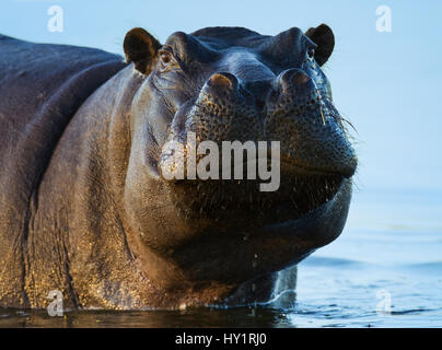 Ippopotamo (Hippopotamus amphibius), riserva Moremi, Botswana. Foto Stock