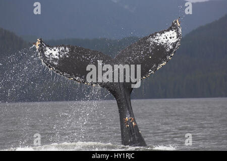 Humpback Whale (Megaptera novaeangliae) agitando e slapping la sua passera nera (coda) in acqua. off Princess Royal Island, grande orso nella foresta pluviale, British Columbia, Canada. Foto Stock