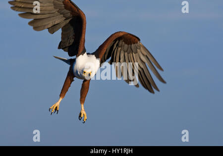 African Fish Eagle (Haliaeetus vocifer) in volo. Chobe National Park, il Botswana. Maggio 2008. Foto Stock