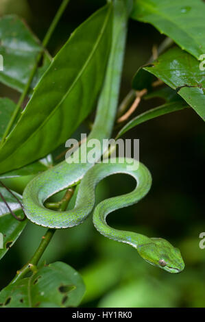 Papa's pit tree viper (Trimeresurus popeorum) nella foresta di pianura. Danum Valley, Sabah Borneo Malese. Foto Stock