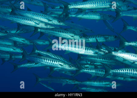 La scolarizzazione Chevron barracuda (Sphyraena putnamae / qenie) Indo-pacifico. Foto Stock