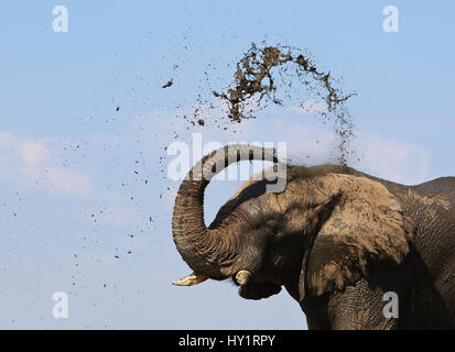 Elefante africano (Loxodonta africana) fango di spruzzatura a raffreddarsi, il Parco Nazionale di Etosha, Namibia, Giugno. Specie in via di estinzione. Foto Stock