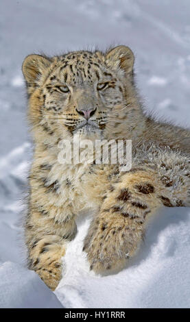 Snow Leopard (Panthera uncia) giacente sulla neve, STATI UNITI D'AMERICA. Specie in via di estinzione. Foto Stock