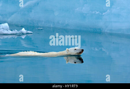 Orso polare (Ursus maritimus) nuoto nella parte anteriore del ghiaccio cliff, Austfonna, Svalbard, Norvegia. Giugno 2007. Specie in via di estinzione. Foto Stock