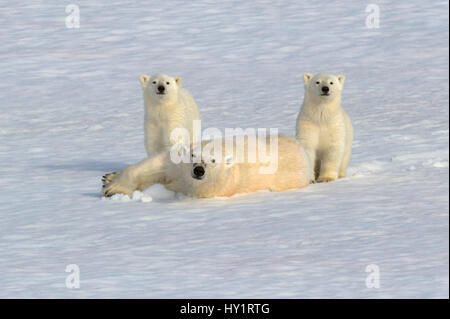 Orso polare (Ursus maritimus) laminazione madre nella neve con il nuovo anno lupetti, 6 mesi, Svalbard, Norvegia. Luglio 2007. Specie in via di estinzione. Foto Stock