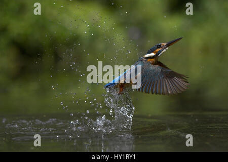 Common kingfisher (Alcedo atthis) volare fino a partire da acqua, UK. Foto Stock