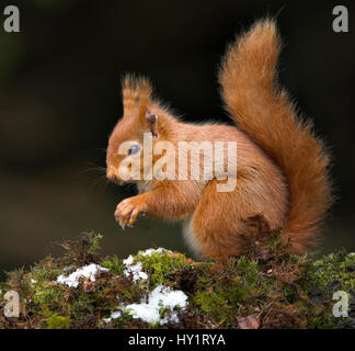 Red scoiattolo (Sciurus vulgaris) seduti sul muschio coperto il ramo, Scotland, Regno Unito. Foto Stock