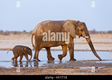 Elefante africano (Loxodonta africana) la madre e il bambino a piedi attraverso acqua, parco nazionale Etosha, Namibia, Agosto. Specie in via di estinzione. Foto Stock