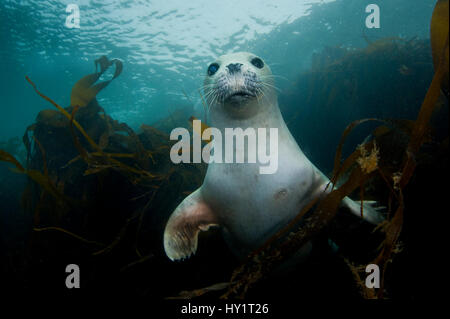 Giovani il porto o la guarnizione comune (Phoca vitulina) testa ritratto in kelp. Lundy Island, Devon, Inghilterra, Regno Unito. Canale di Bristol, a nord est dell' Oceano Atlantico. Febbraio. Foto Stock