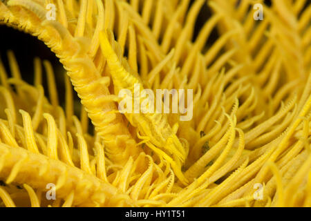 Commensali Crinoide gamberetti (Periclimenes amboinensis) mimetizzata su un Crinoide. Misool Raja Ampat, Papua occidentale, in Indonesia. Foto Stock