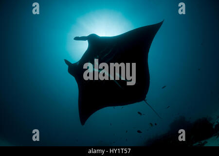 Giant manta ray (Manta birostris) in corrispondenza di una stazione di pulizia. A nord il Raja Ampat, Papua occidentale, in Indonesia. Foto Stock