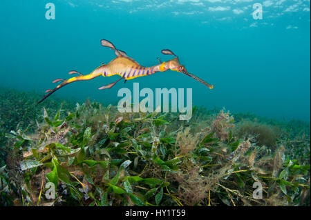 I capretti Weedy Seadragon (Phyllopteryx taeniolatus) in habitat di fanerogame. La Flinders Jetty, Melbourne, Victoria, Australia, Marzo. Foto Stock