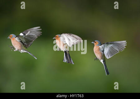 (Fringuello Fringilla coelebs) maschio in volo, che mostrano la sequenza di volo, immagine composita. Foto Stock