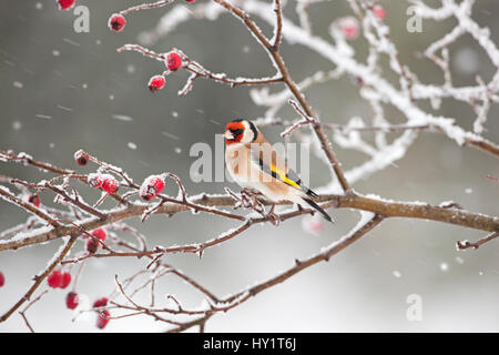 Cardellino (Carduelis carduelis) Appollaiato tra cinorrodi nella neve, UK. Foto Stock