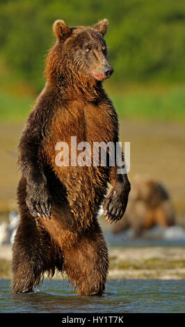 Orso grizzly (Ursus arctos horribilis) in piedi sulle zampe posteriori a caccia di salmone. Katmai, Alaska, STATI UNITI D'AMERICA, Agosto. Foto Stock