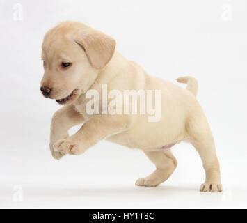 Giocoso giallo Labrador cucciolo jumping, 7 settimane. Foto Stock