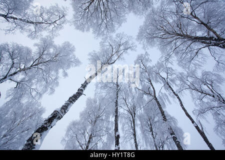 La tettoia di argento di betulle (Betula pendula) coperto di brina trasformata per forte gradiente in inverno. Glenfeshie, Cairngorms National Park, altopiani, Scozia, Regno Unito, dicembre . Foto Stock