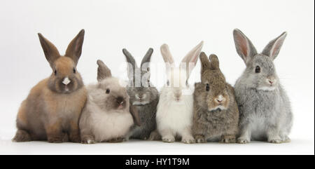 Sei conigli di bambino in linea. Foto Stock