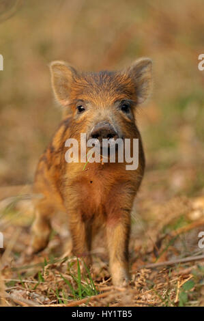 Il cinghiale (Sus scrofa) curioso maialino. Foresta di Dean, Gloucestershire, UK, Marzo. Foto Stock