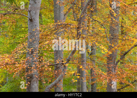 Europea di faggio (Fagus sylvatica) cambiando colore in autunno, Rothiemurchus, Cairngorms National Park, Scozia, ottobre 2011. Foto Stock
