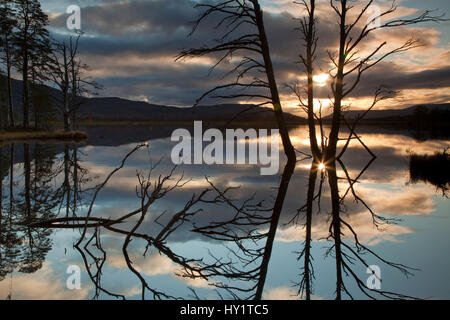 Morto di pino silvestre (Pinus sylvestris) riflesso in Loch Mallachie al tramonto. Cairngorms National Park, Scotland, Regno Unito. Novembre 2011. Foto Stock